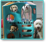 Dogsbay Daycare